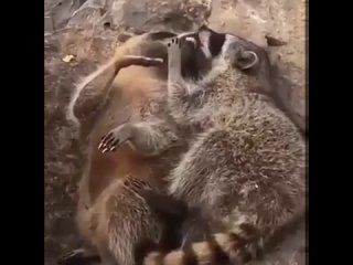 raccoons