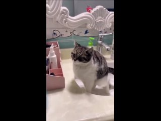 cat in the sink