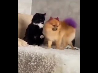 cat and dog