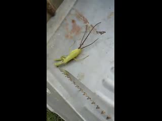 parasite in the body of the praying mantis