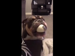 dog throws a ball