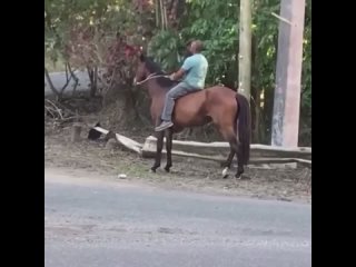 horse