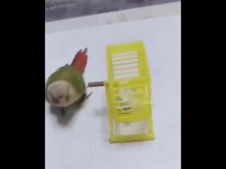 parrot