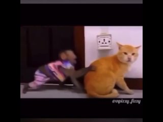 cat vs monkey