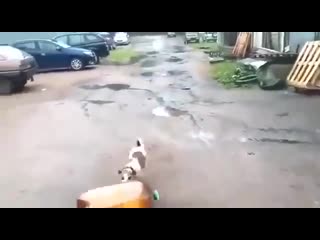 dog disabled